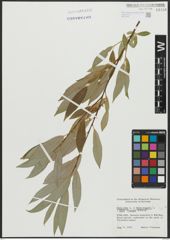 Foto von Salix alba L. x Salix fragilis L.